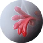 Ilustração do aumento do fluxo sanguíneo nos corpos cavernosos